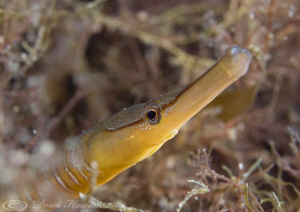 Snake pipefish. D3, 60mm, woody's. by Derek Haslam 